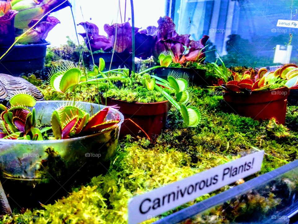 Venus fly traps