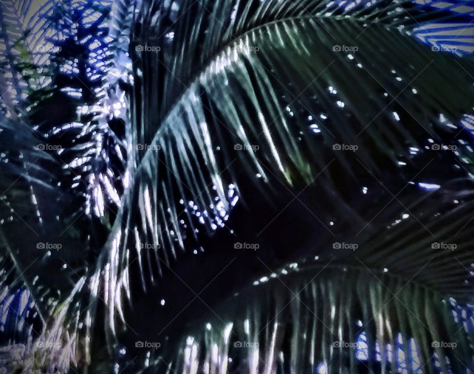 Palm Fronds (sharp close-up)