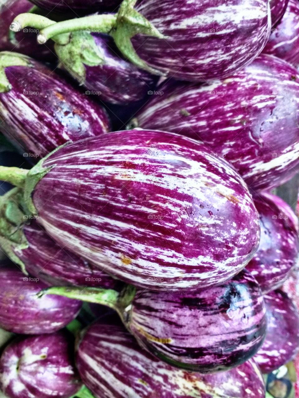 brinjal