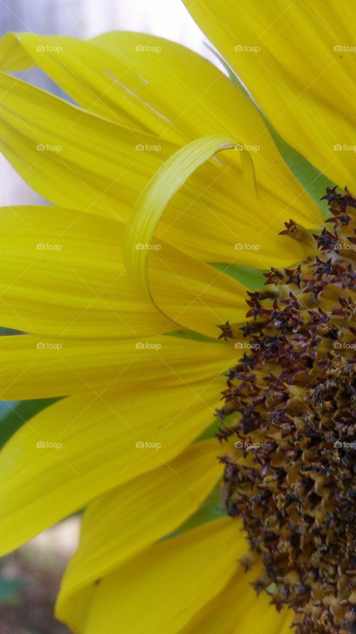 Sunflowers 