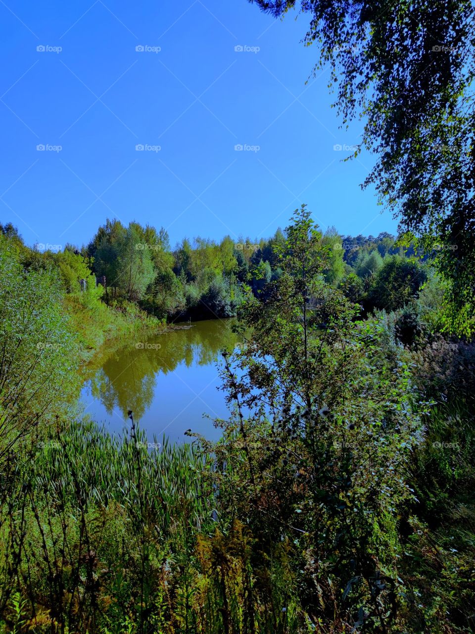 Nature.  The beauty of the forest.  Lake in the forest.  The trees and sky are reflected in the water