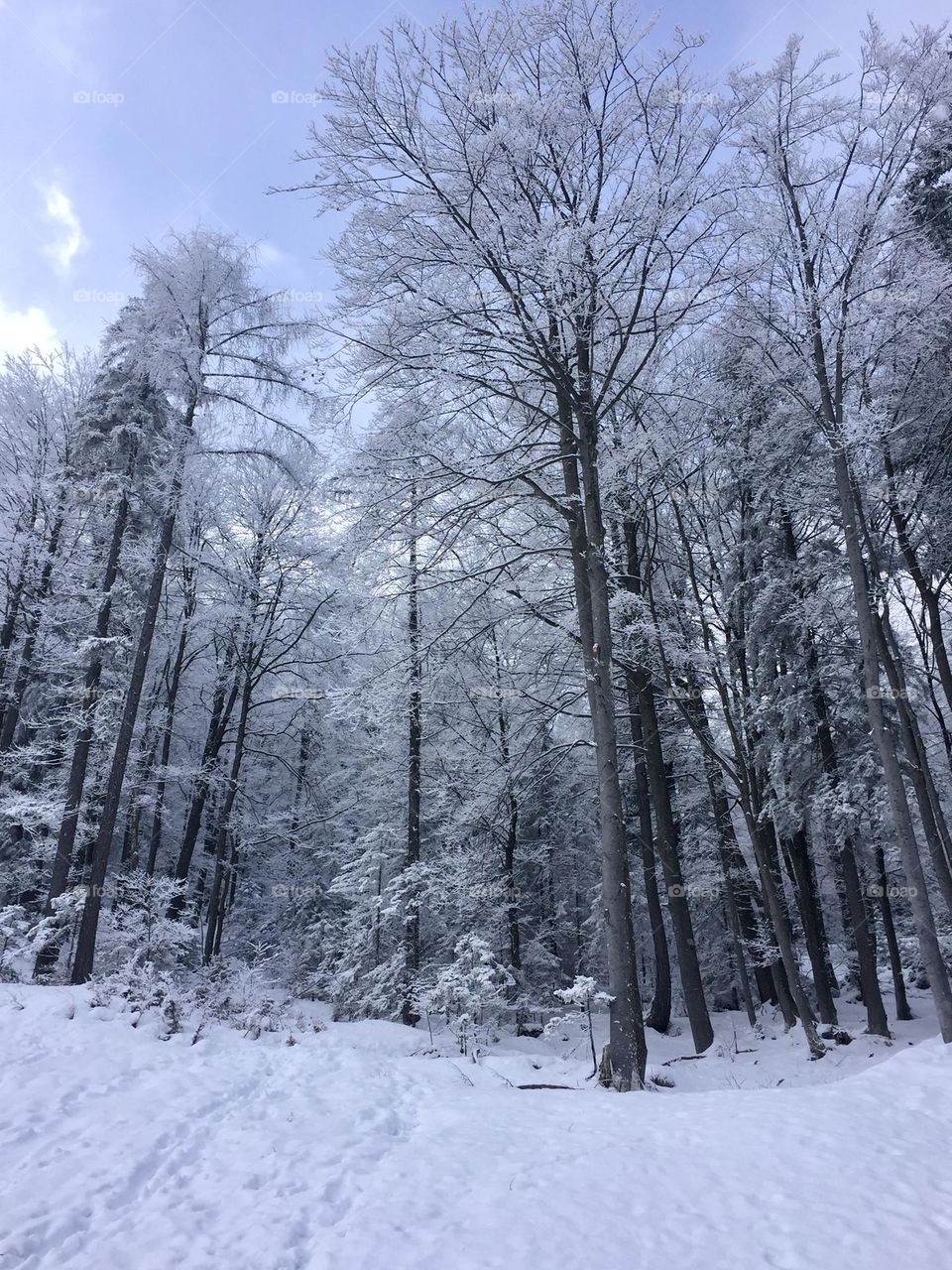 Magical white snowy forest in Slovenia