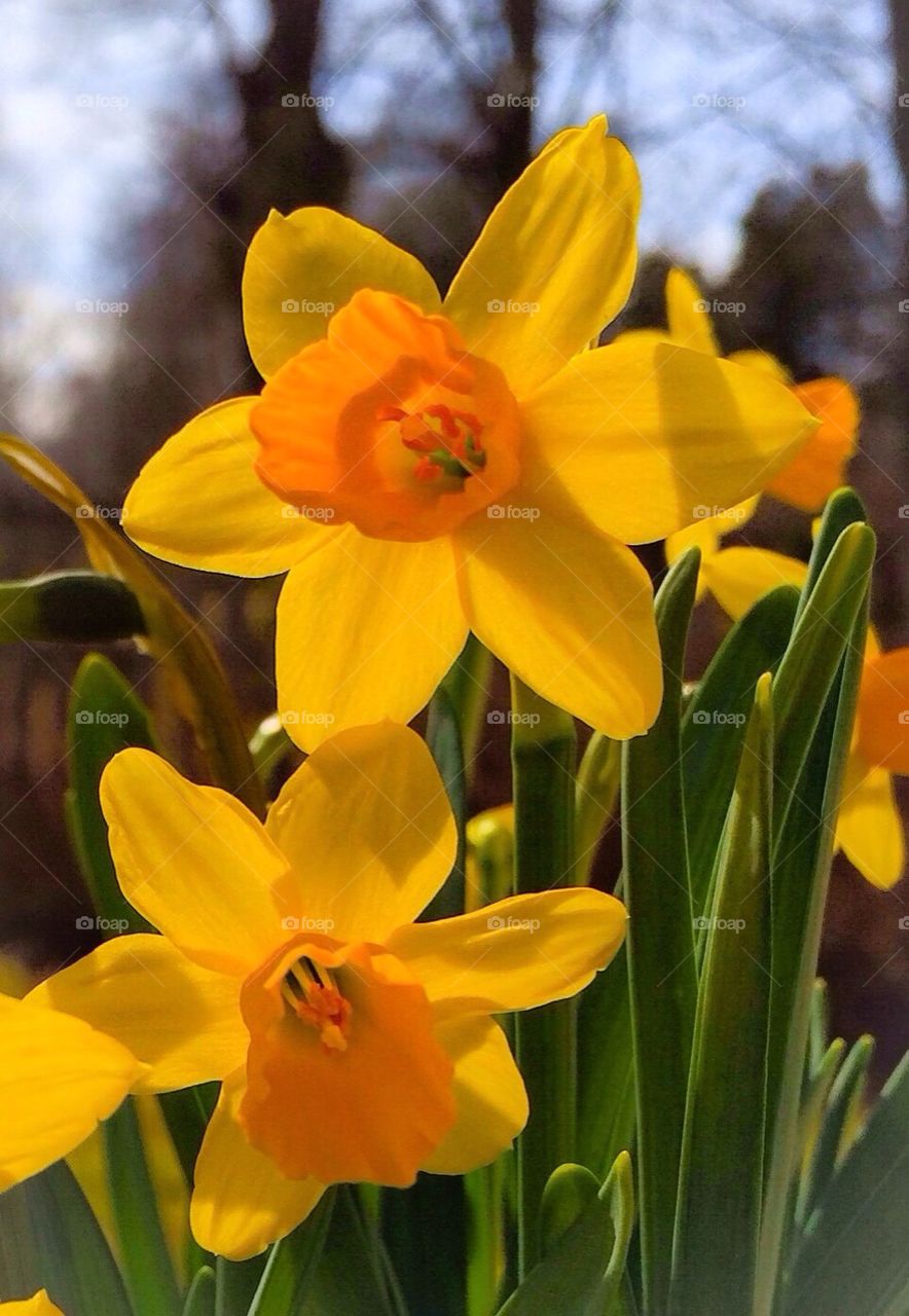 Daffodils