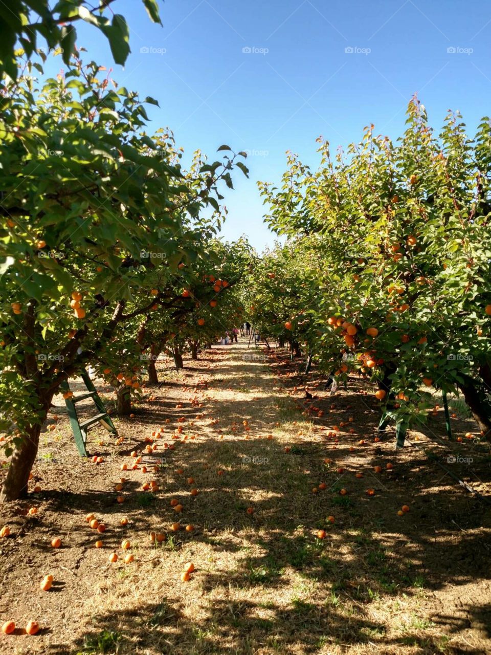 Brentwood, California, Farming, Harvesting, Trees, In a Line, Summer, Beauty Summer Afternoon, Orchard, North Bay, CA, Blooming, Fruits, Apricots, Sunny, Harvest Time, Produce, Picking, Nature Produce to be enjoyed 