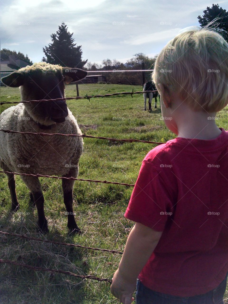 lamb and boy