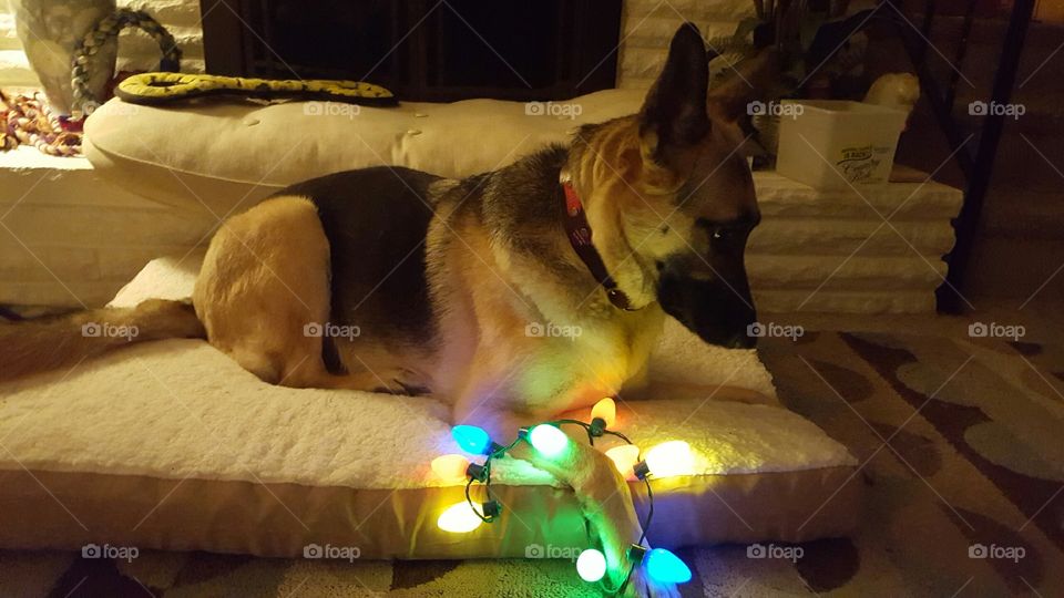 German Shepherd Christmas lights
