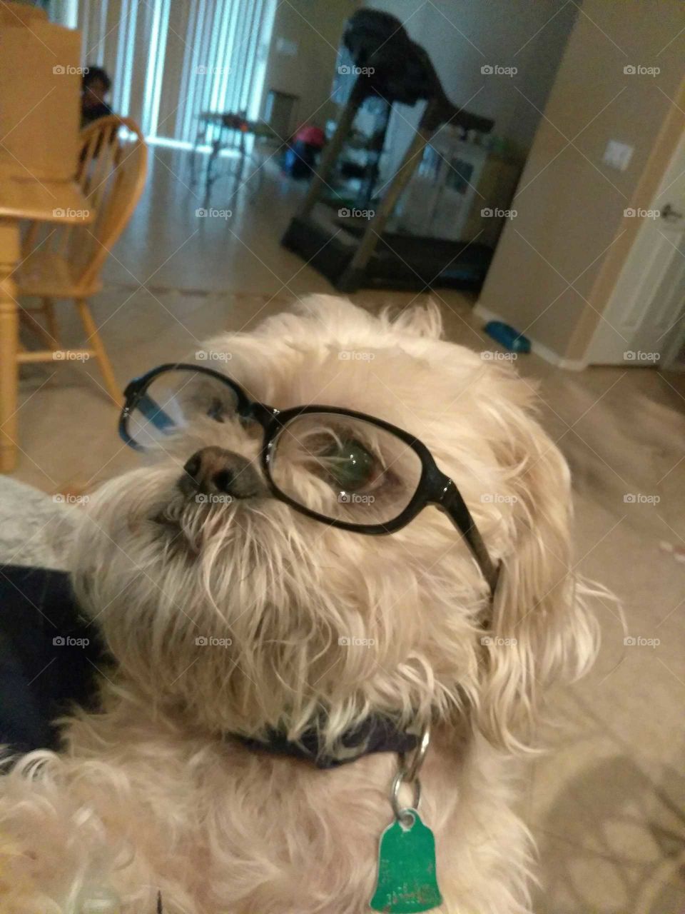 smart dog