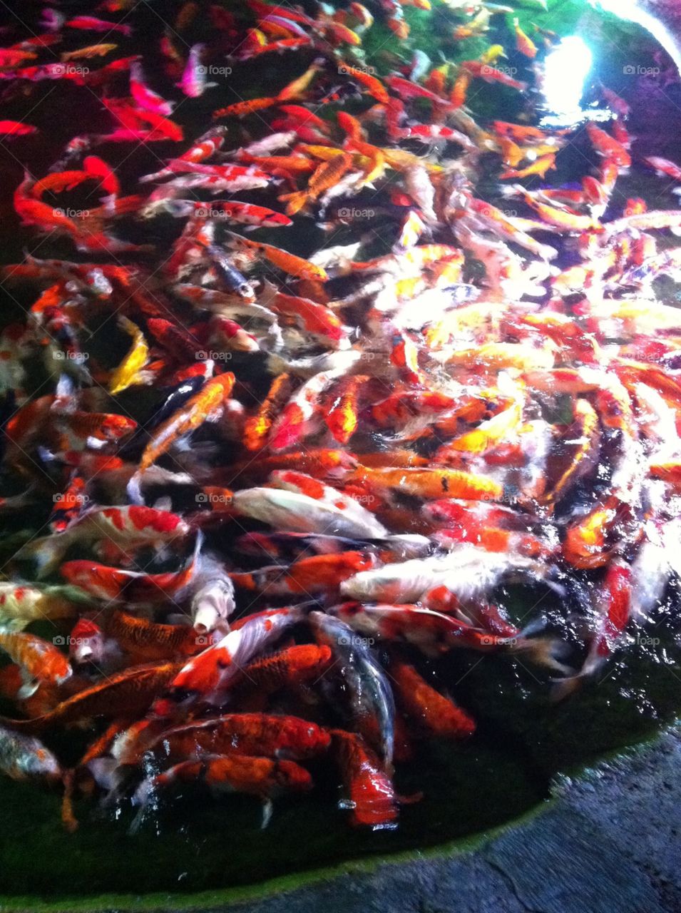 Koi Fish - Phuket