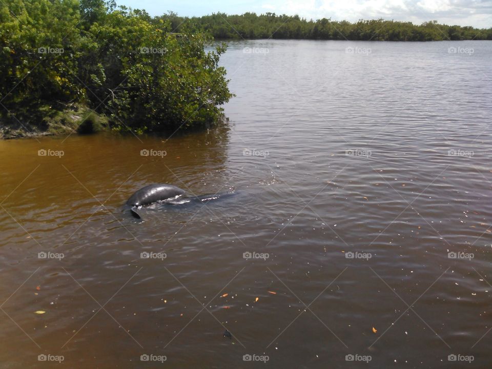 Manatees at play.... Manatees swimming around at Round Island Park in Vero Beach, Florida.