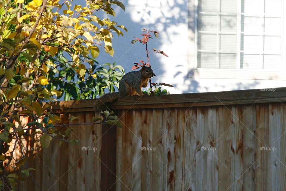 Squirrel on the fence 