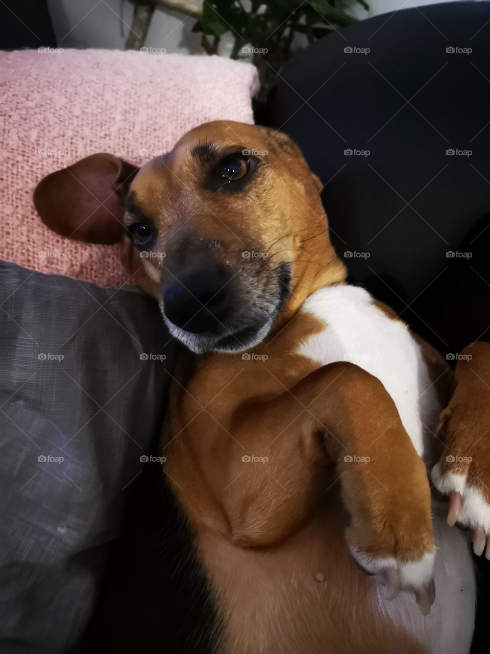 Pet
Dog
Fanny Märta Kolm