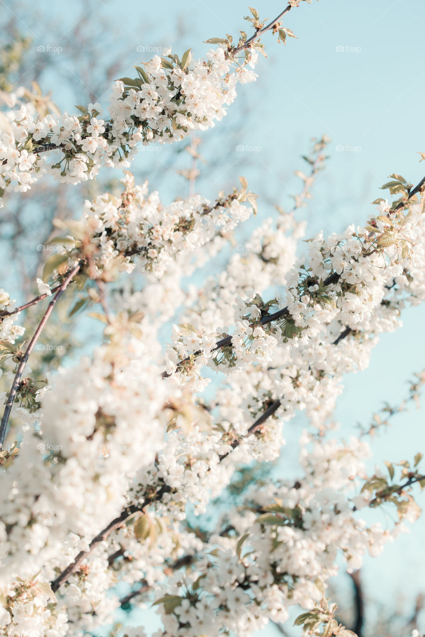 Close up of branches with white cherry blossoms in orchard in spring. Spring flowers. Spring background
