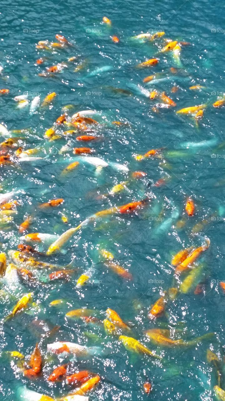 Coy fish frenzy