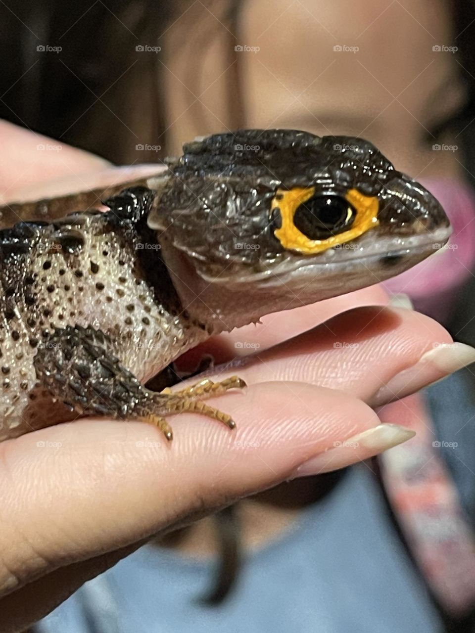 Decko reptiles head in a beautiful eyes, grabbed in a hand, beautiful small animal at reptiles indoor house, similar like lizard but smaller.