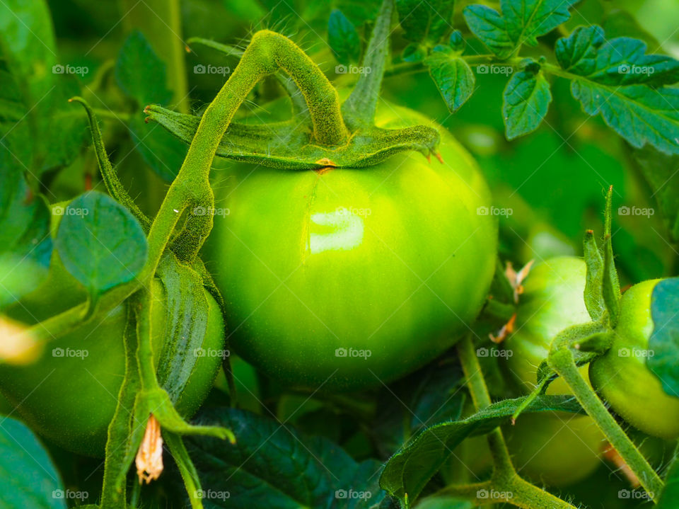 Unspecified vegetable tomato against a background of green foliage