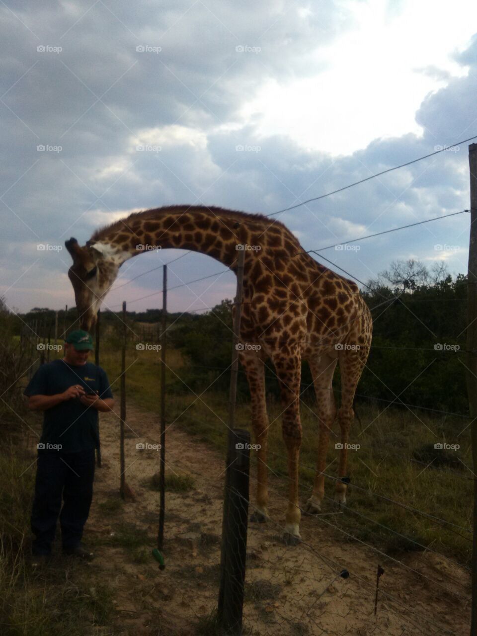 Tame Giraffe