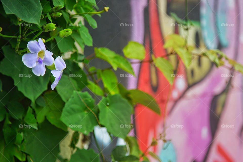 flower in the wall of graffity