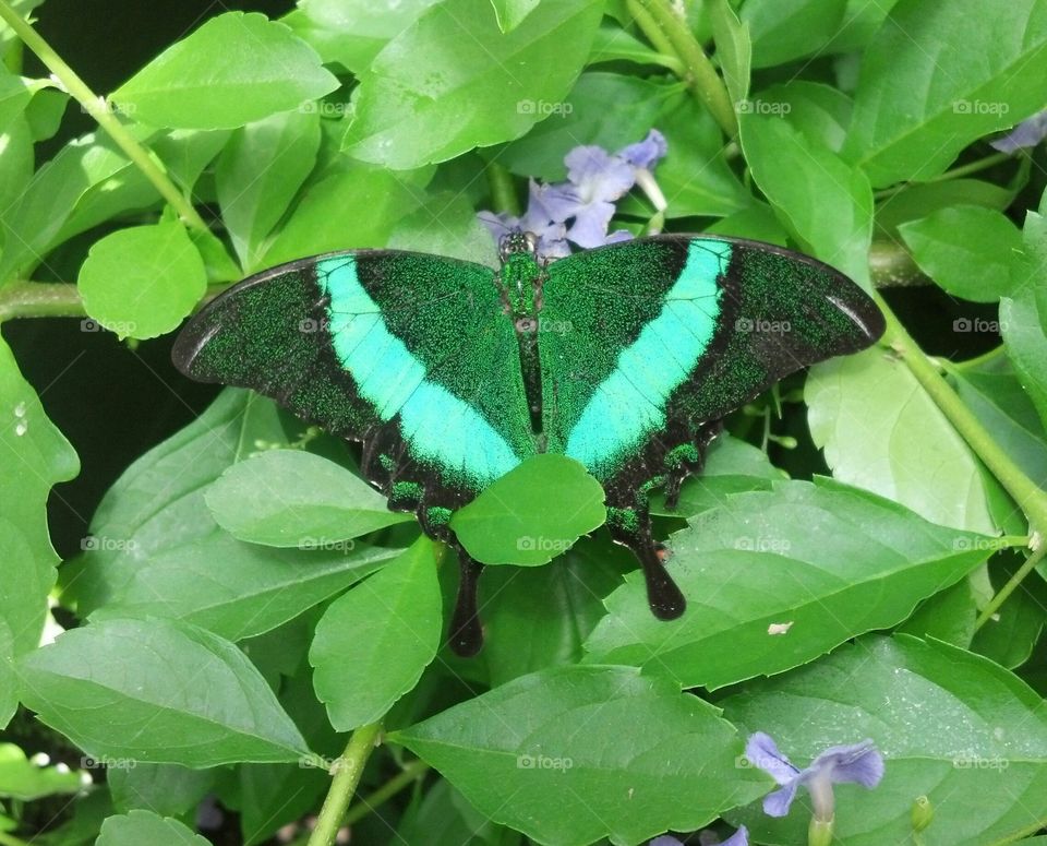 metallic green butterfly resting