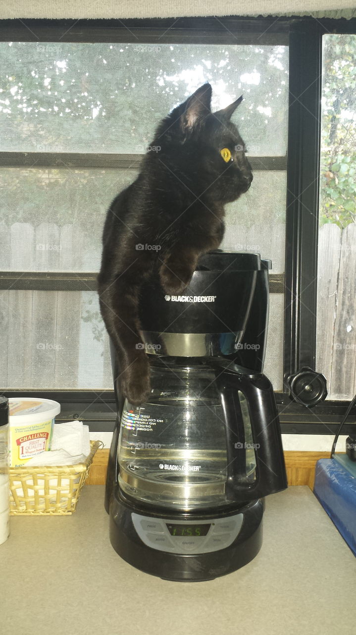 Pretty kitty likes coffee!