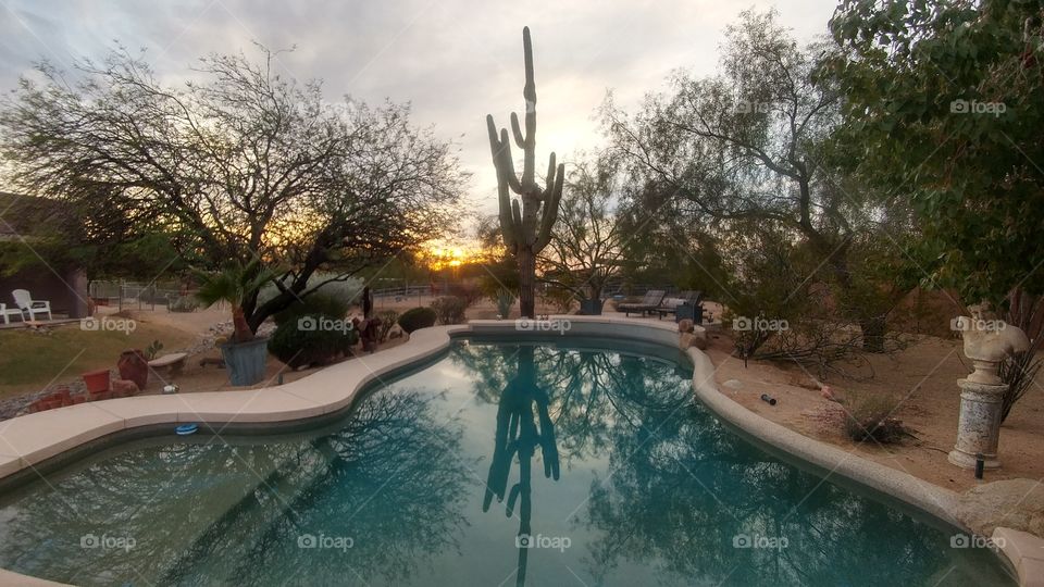 300+ year old sagauro cactus reflecting in the pool at sunset in Cave Creek, Arizona
