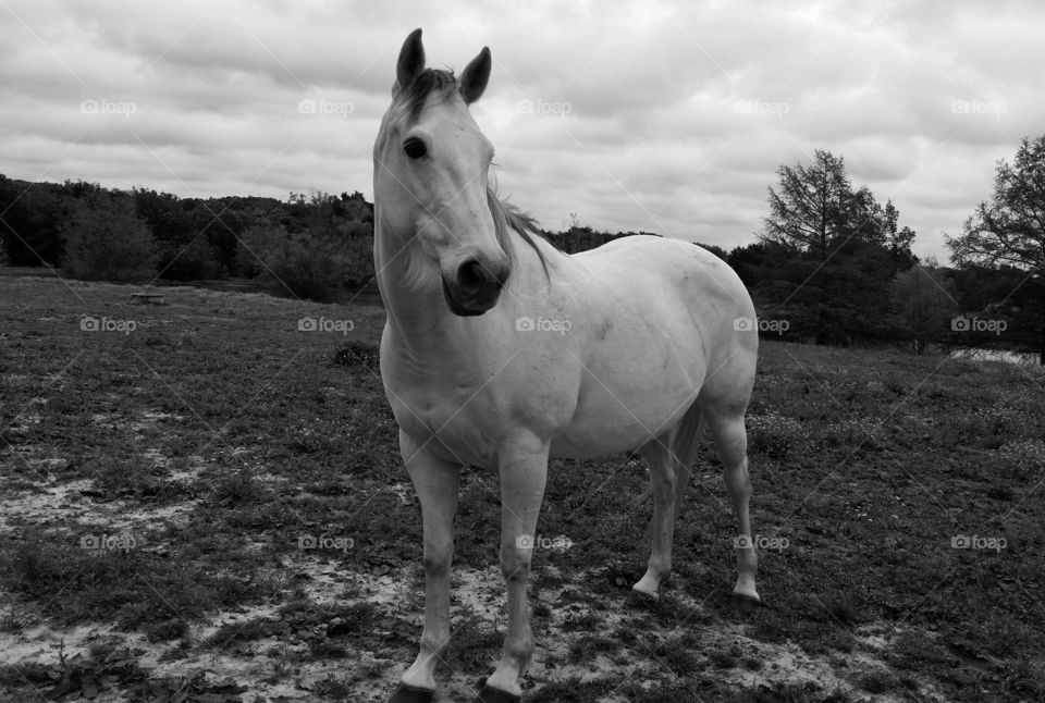black and white monochromatic gray horse standing in a pasture with clouds