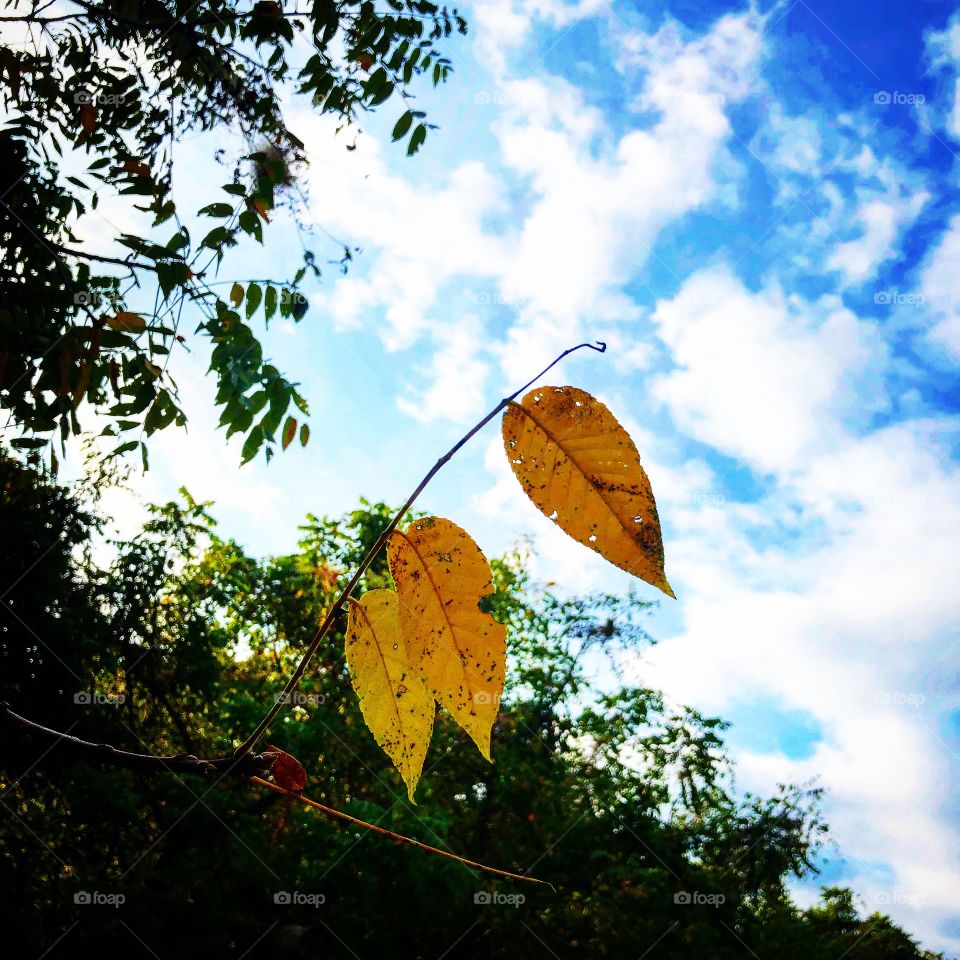 Beautiful sky one tree branch with golden yellow changing leaves fall is coming 