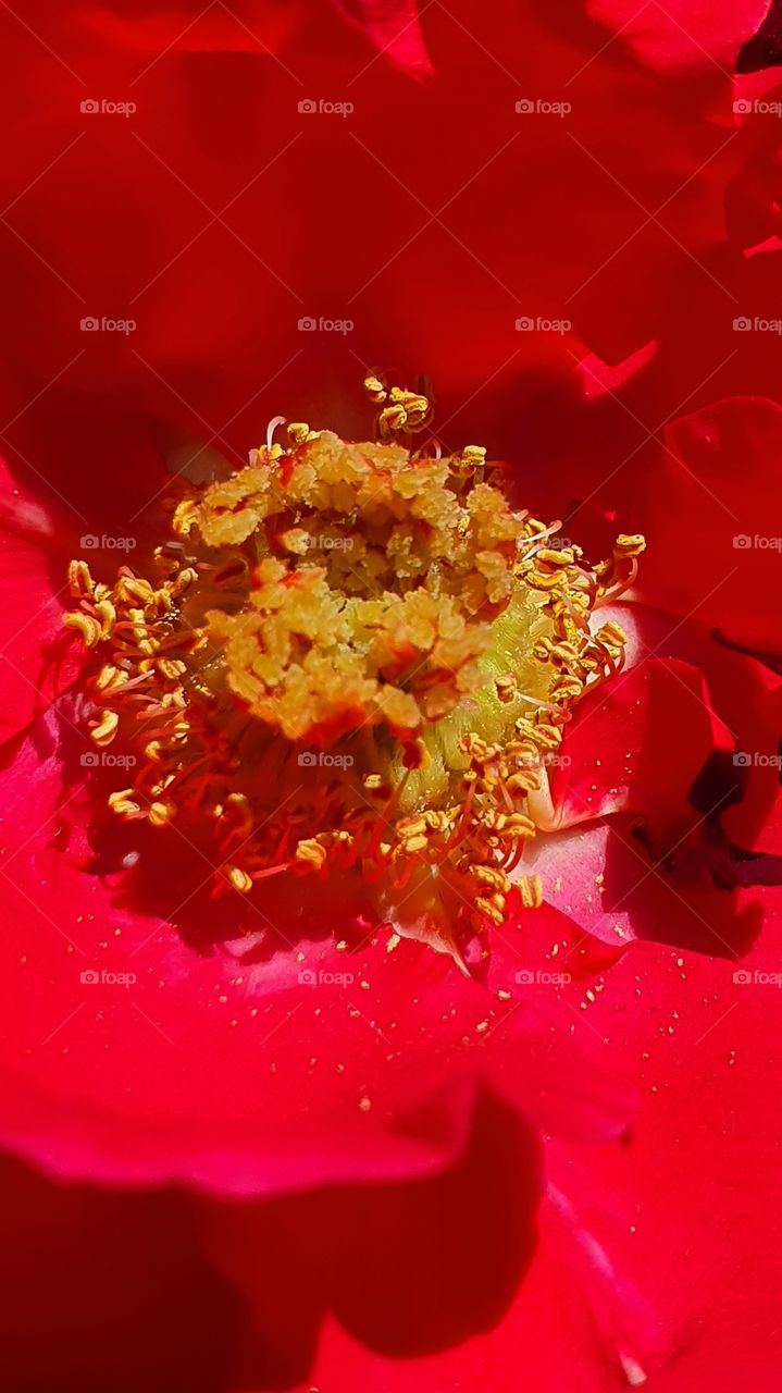 red rose center macro