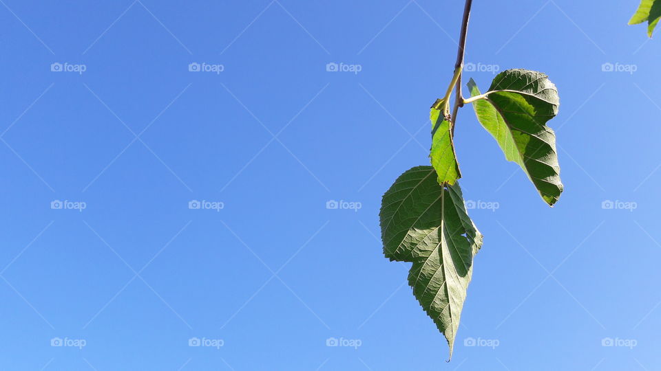 Leaf, Nature, No Person, Sky, Outdoors