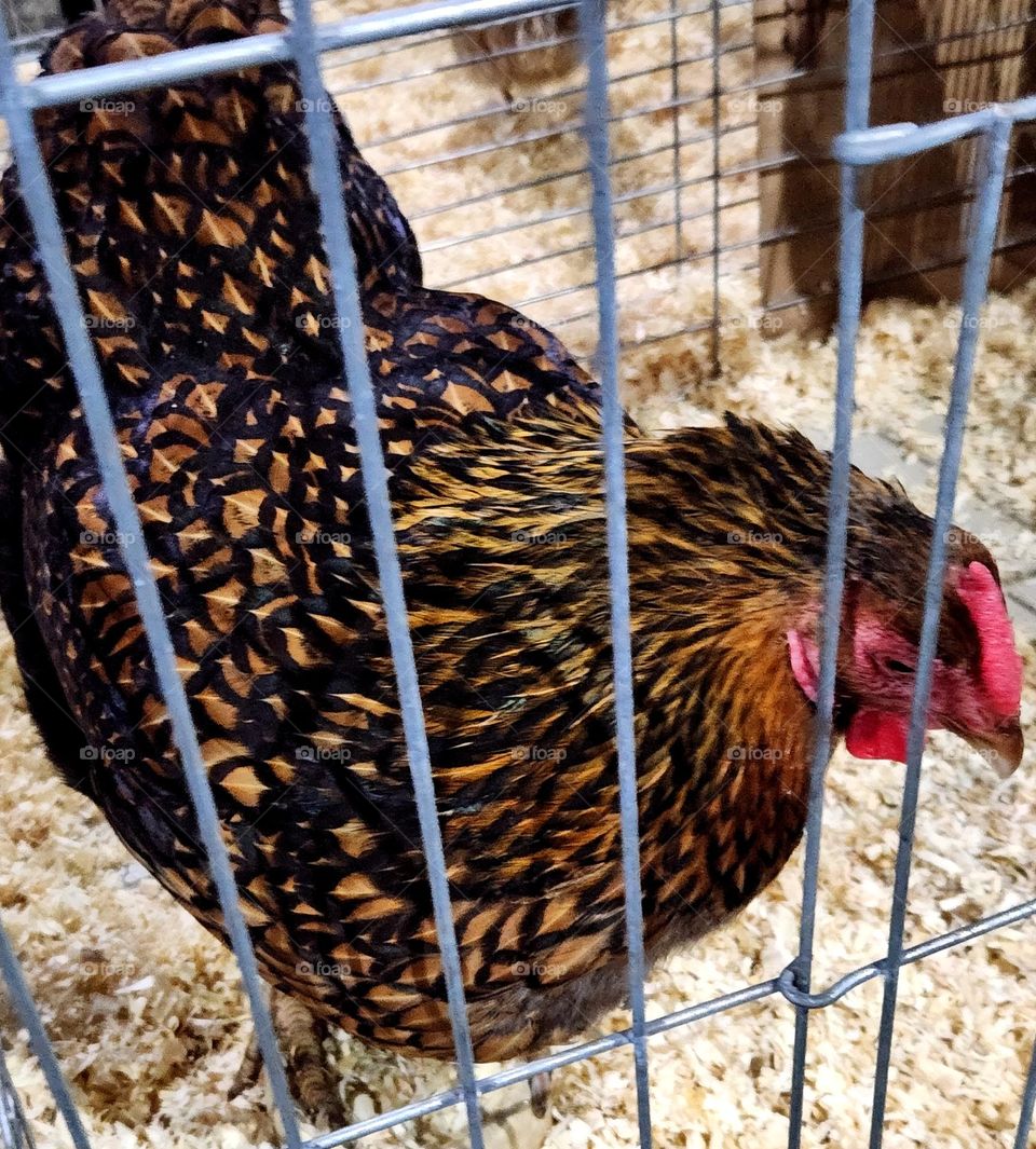 chicken on display at a county fair in Oregon with feather plumage in striking fall colors