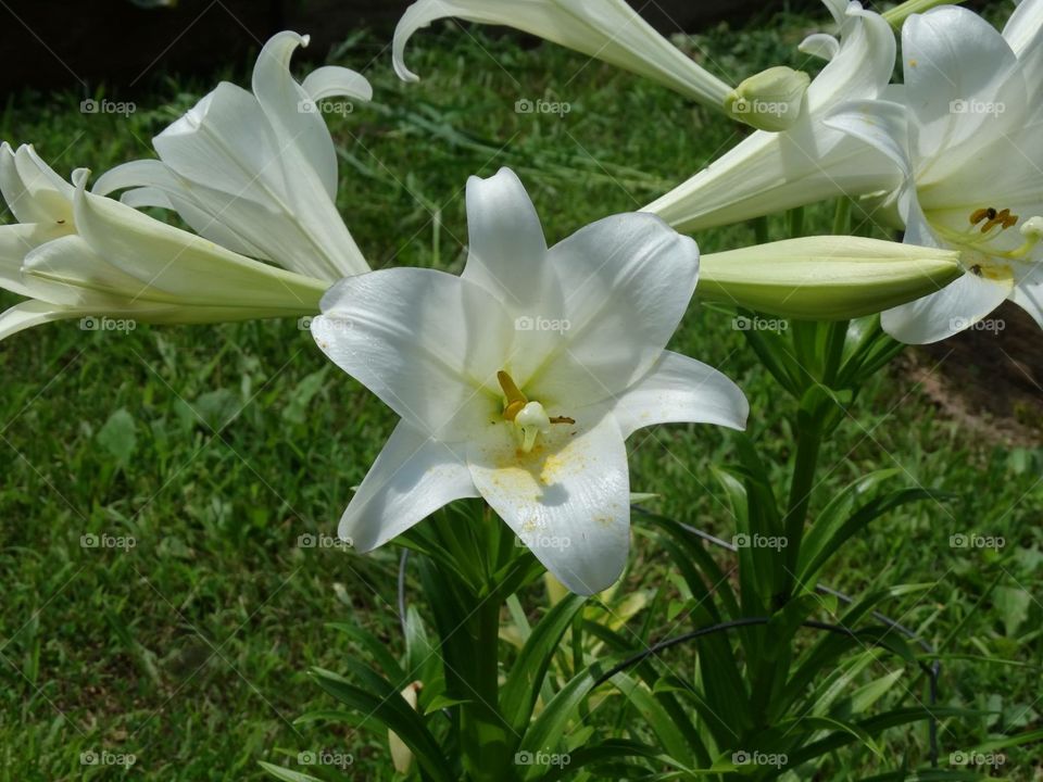 Mom's white lily 