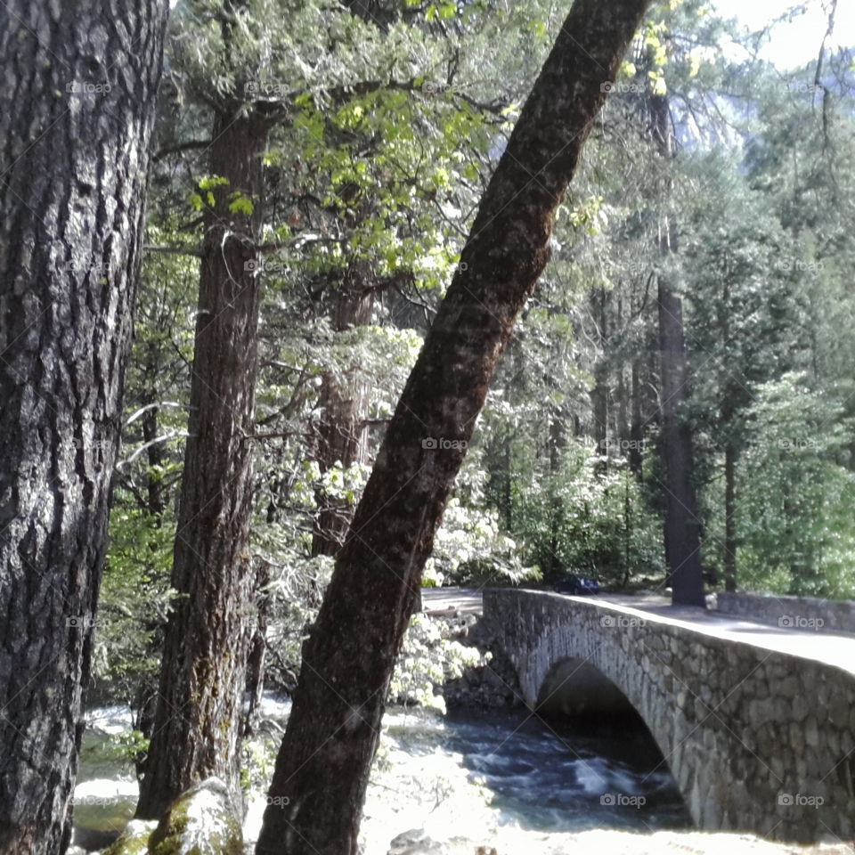 Tree, Wood, Nature, Landscape, No Person