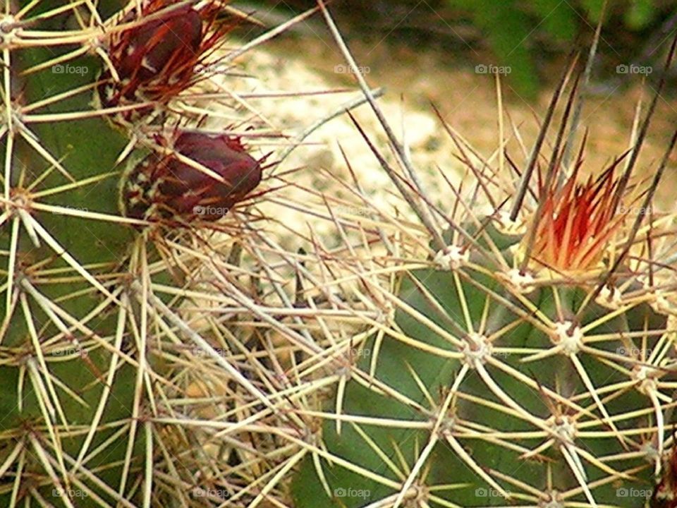 prickly . close up of a cactus 