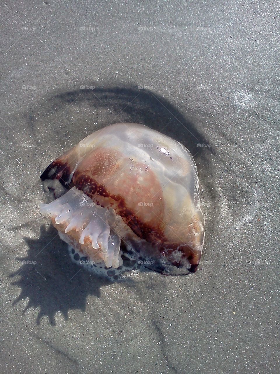 jellyfish laying on the beach, jellyfish washed ashore, jellyfish calm, sandy beaches, sandy summer fun, oceanview, ocean water, summer and happy times