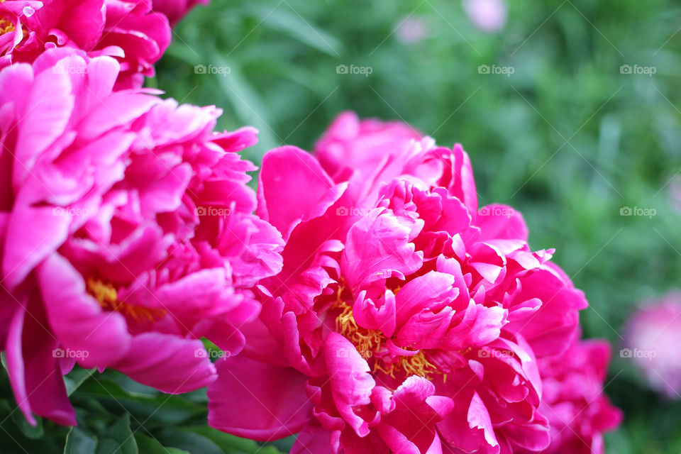 Peony, peonies, roses, pink, red, white, flowers, bouquet, summer, sun, nature. Landscape, still-life, village, flowerbed, plant, vegetation, grass, decor, fluffy, fluffy flowers, bulk flowers, plush flowers, petals, buds, leaves