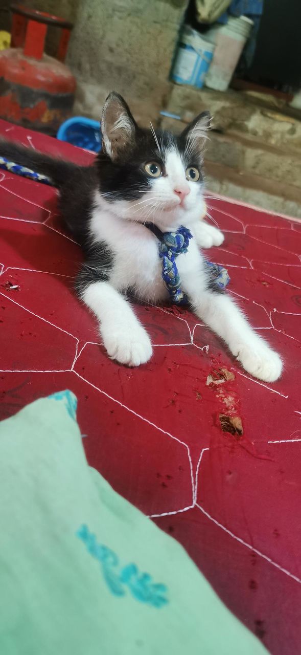 cat
