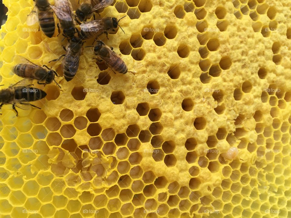 Beehive and bee