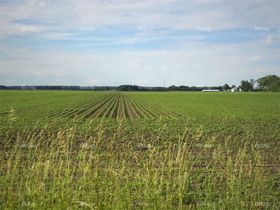 Farm fields 