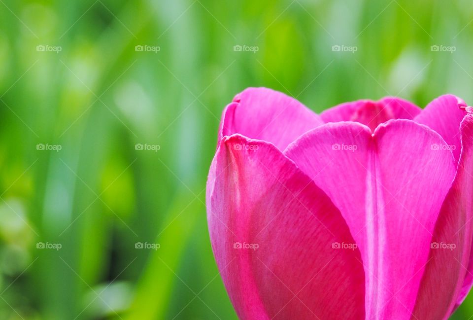 Beautiful tulip