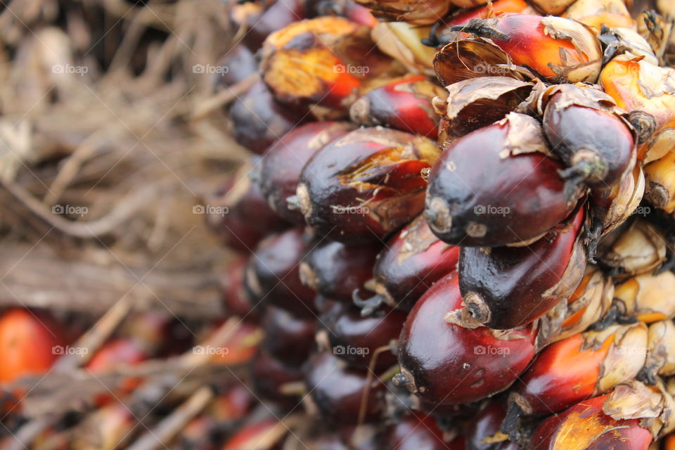 palm fruit