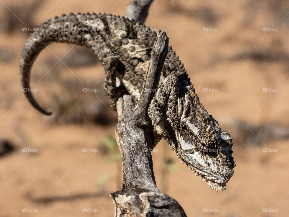 Namaqua Dwarf Chameleon
