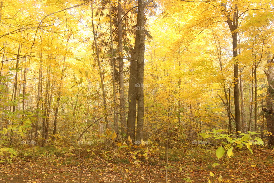 forest trees. forest trees