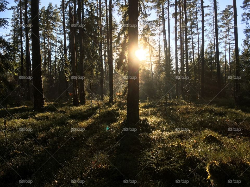 Sunrise view of forest