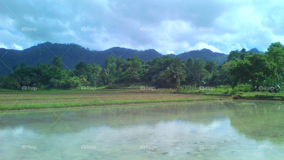 Rice fields in the Garden of Eden, ready for plantation.
@Philippines