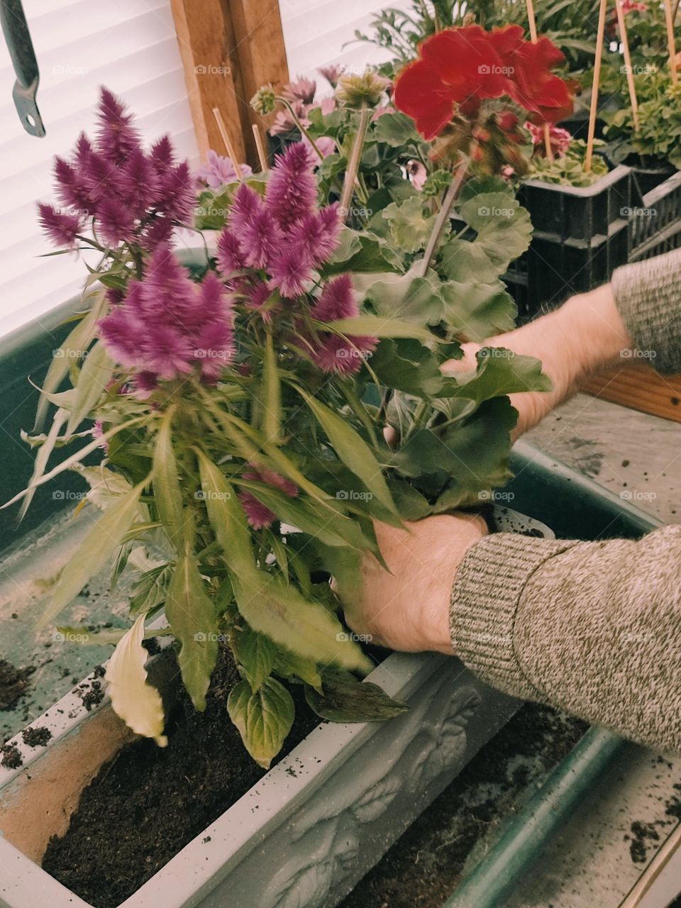 Transplanting flowers