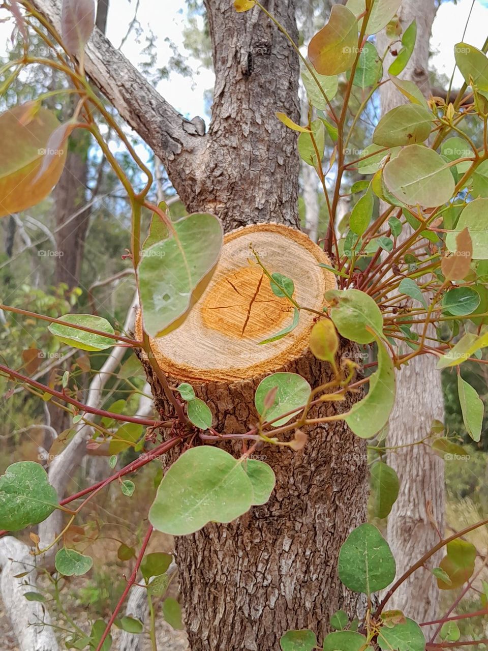 a stump of tree, decorated by beautiful green leaves and its orange ring, even though a branch it lost