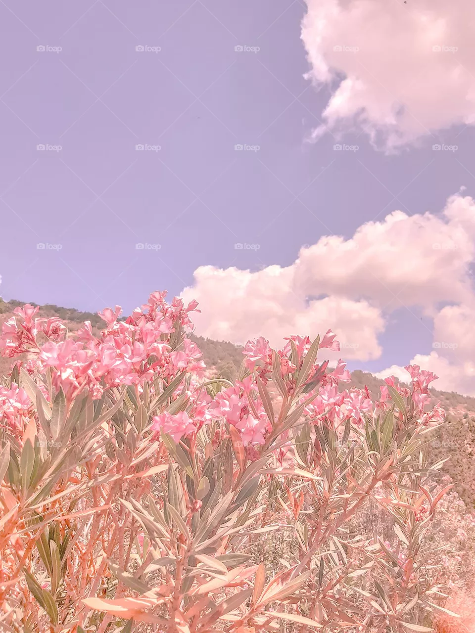 It's time to shine - flower -