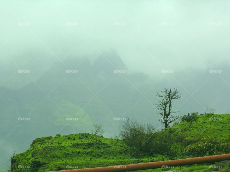 Foggy Mountain and forest