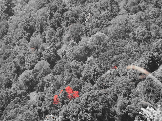 A see of red 