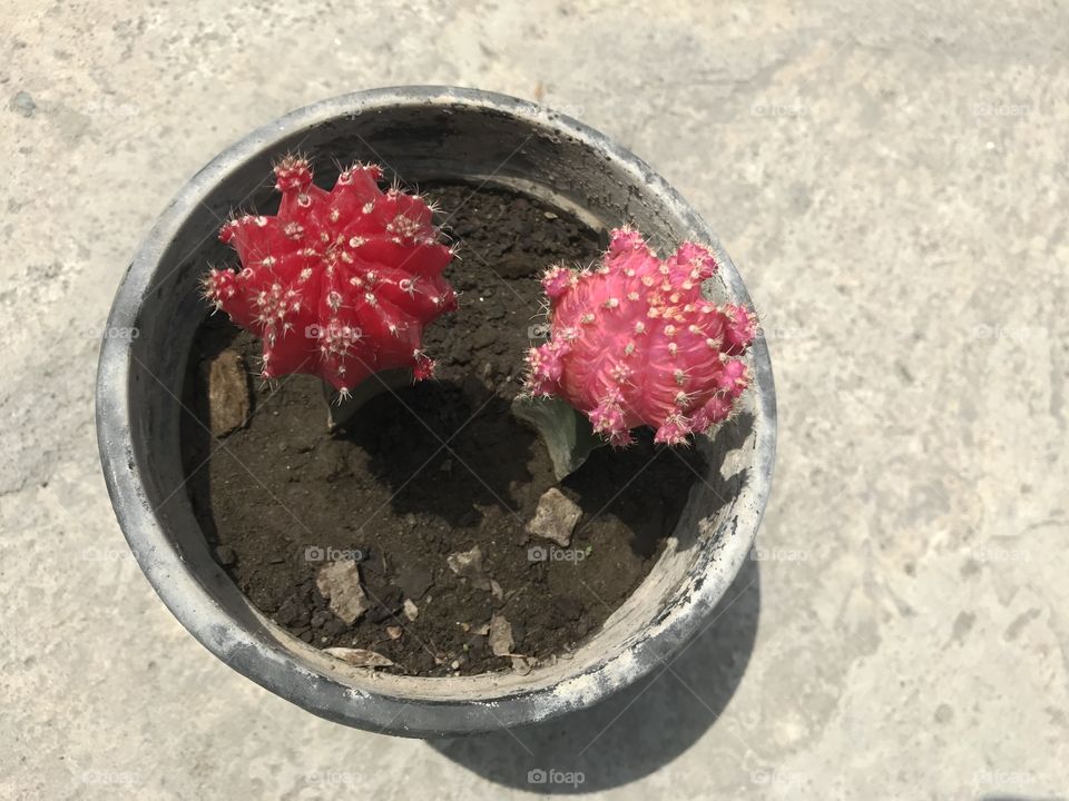 Mix moon cactus 