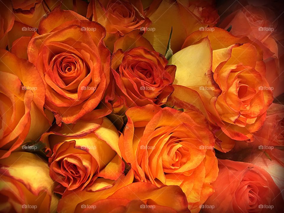 Orange roses. Orange roses